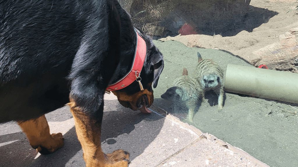 Dog Days at the Zoo